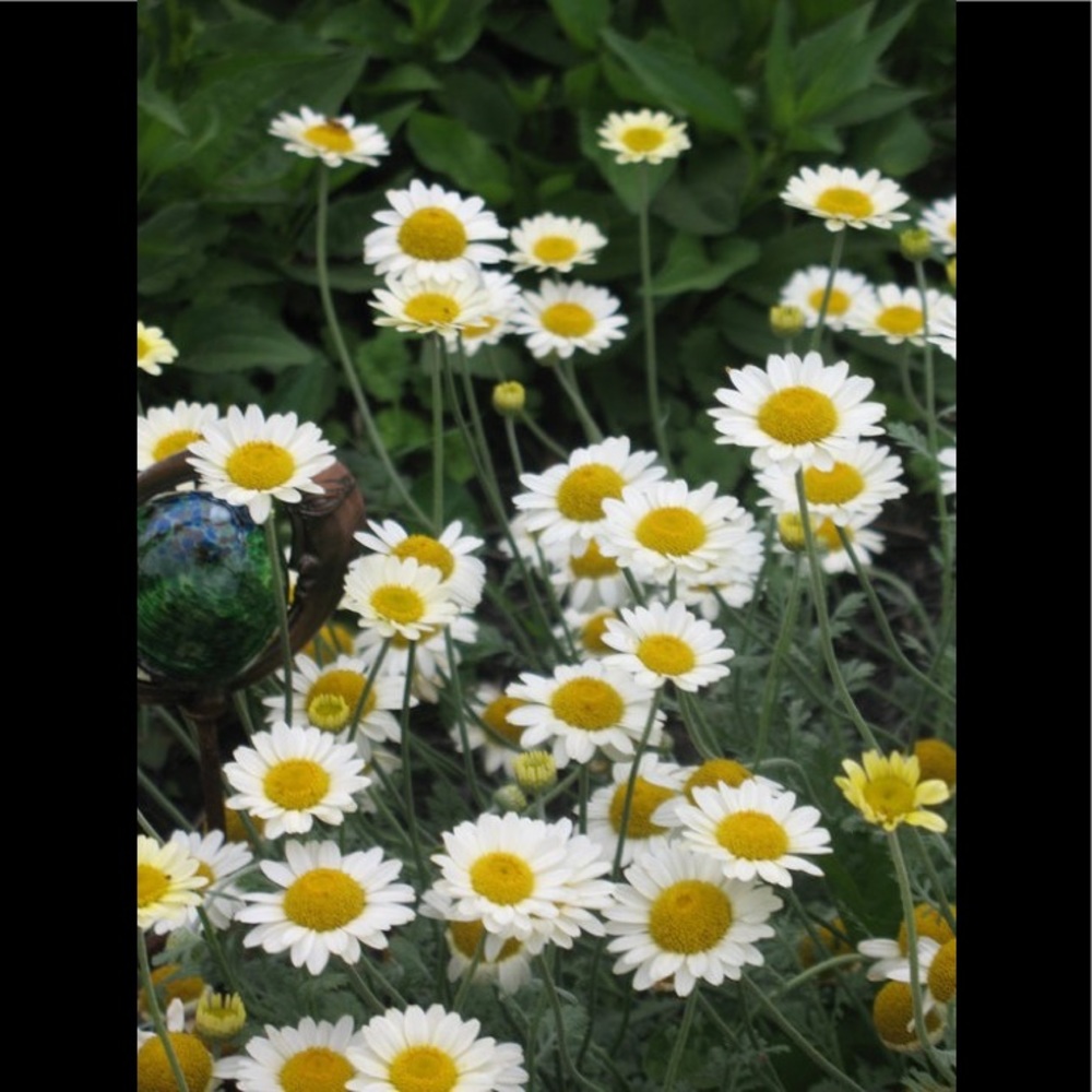 Meet your Posher, Marguerite